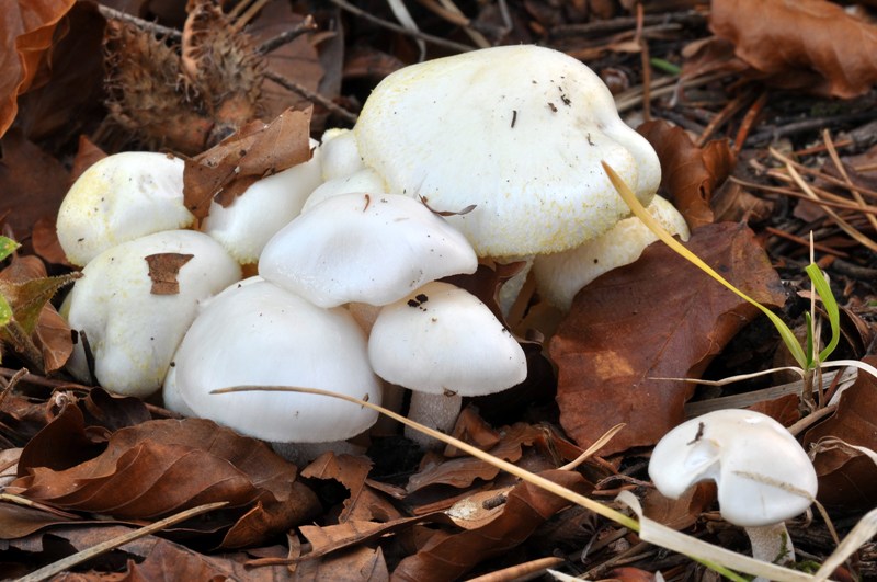 3 Hygrophorus dell''Orecchiella.